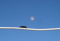 /album/garden-nature/fourmi-et-lune-jpg/
